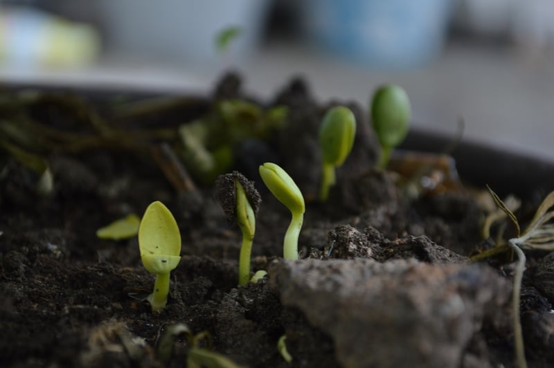 Compost in the garden