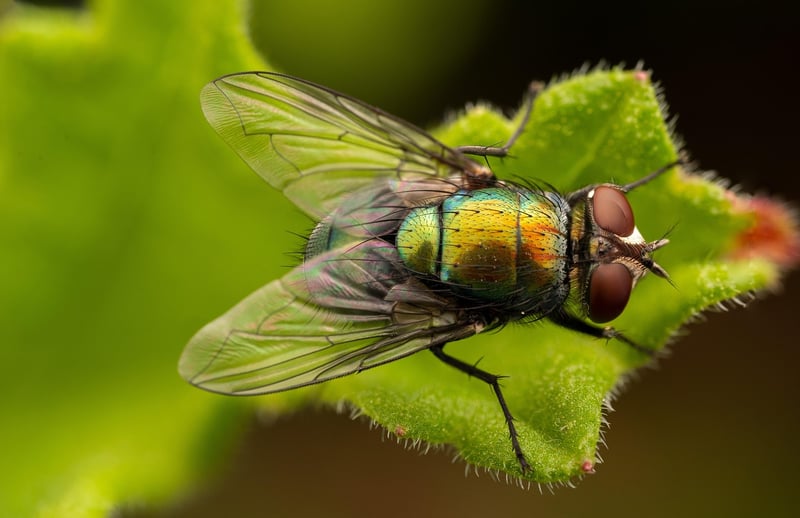 Fly Trap