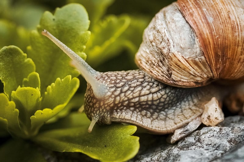 Slug and Snail Trap